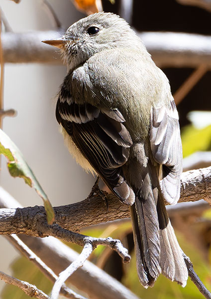 Hammond's Flycatcher Empidonax hammondii 