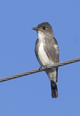 Olive-sided Flycatcher Contopus cooperi 