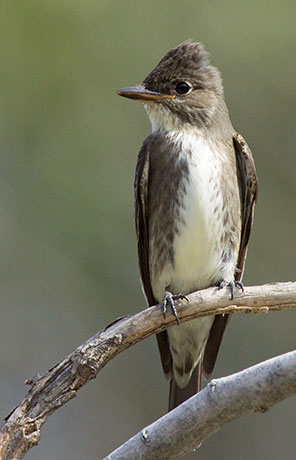Olive-sided Flycatcher Contopus cooperi 