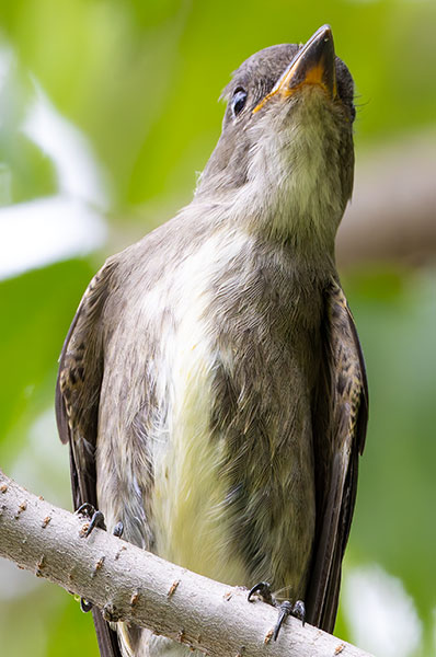 Olive-sided Flycatcher Contopus cooperi 