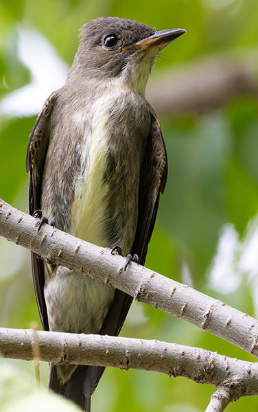 Olive-sided Flycatcher Contopus cooperi 