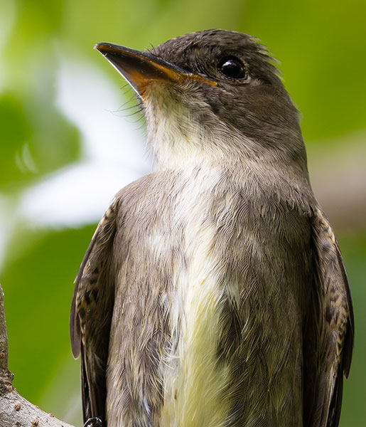Olive-sided Flycatcher Contopus cooperi 