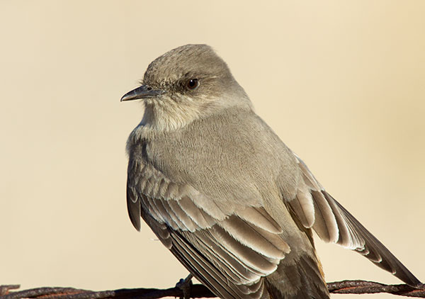 Say's Phoebe Sayornis saya 