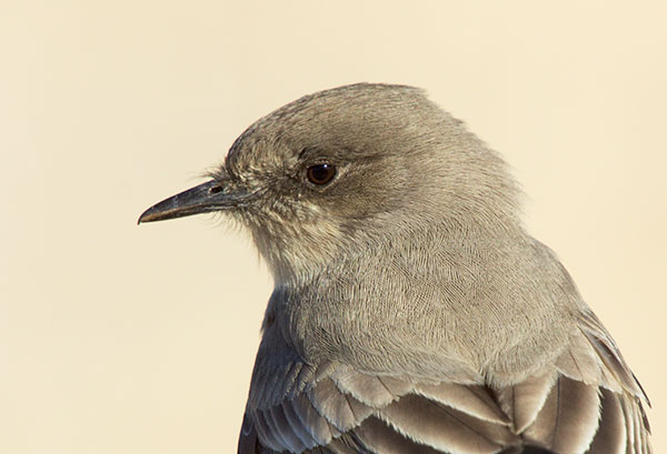 Say's Phoebe Sayornis saya 