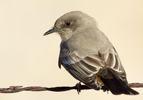 Say's Phoebe Sayornis saya 