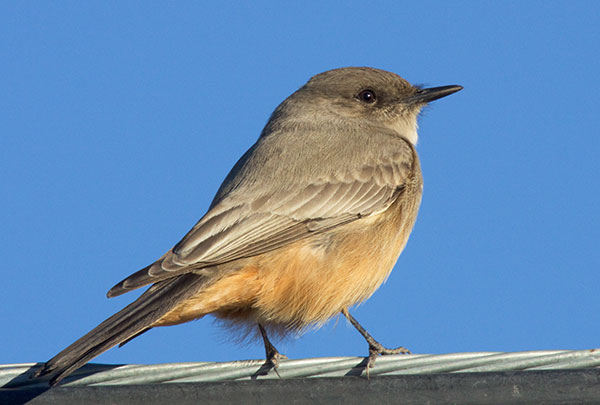 Say's Phoebe Sayornis saya 