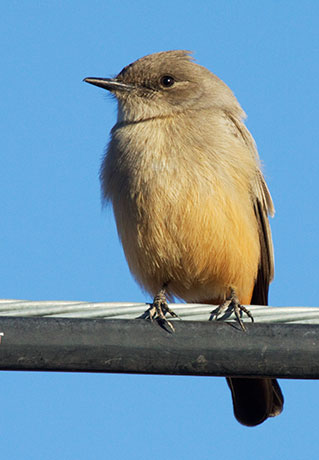 Say's Phoebe Sayornis saya 