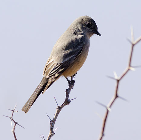 Say's Phoebe Sayornis saya 