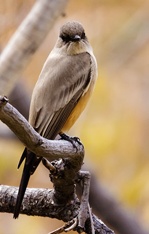 Say's Phoebe Sayornis saya 