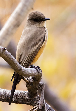 Say's Phoebe Sayornis saya 