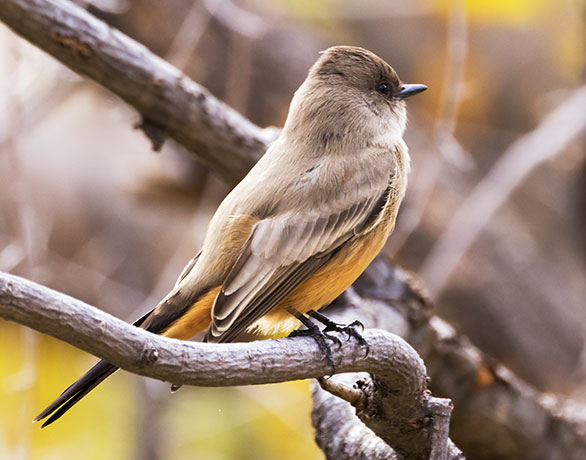 Say's Phoebe Sayornis saya 