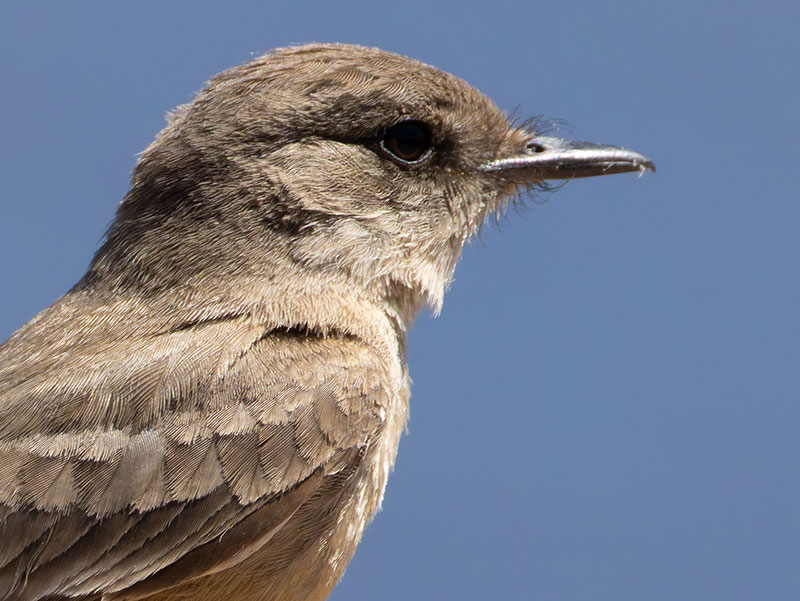 Say's Phoebe Sayornis saya 