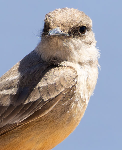 Say's Phoebe Sayornis saya 