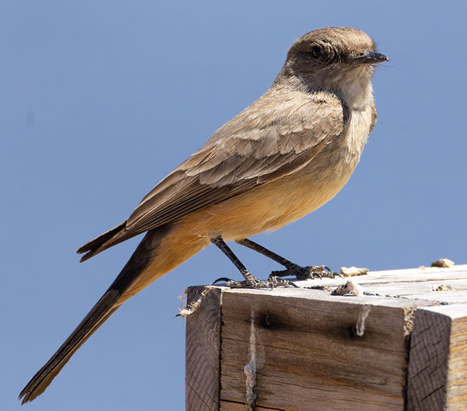 Say's Phoebe Sayornis saya 