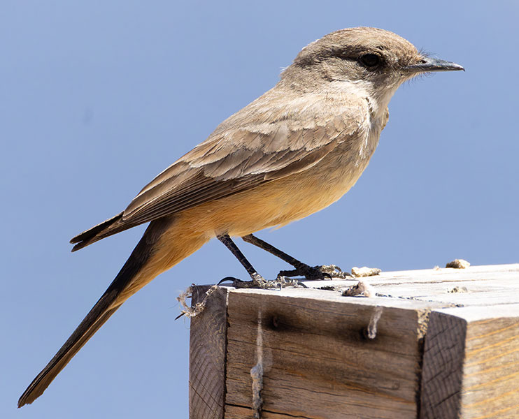 Say's Phoebe Sayornis saya 