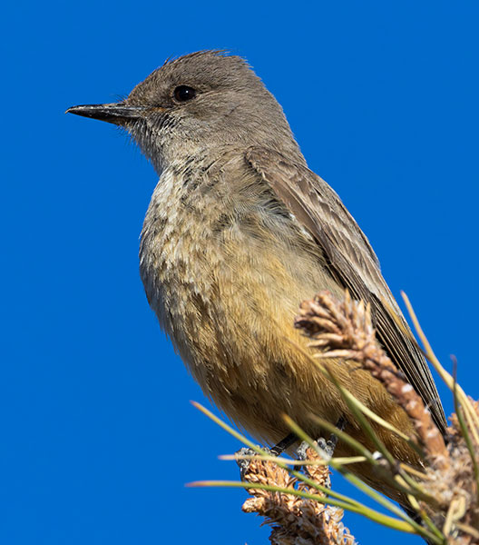 Say's Phoebe Sayornis saya 