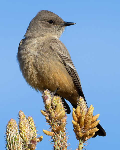 Say's Phoebe Sayornis saya 