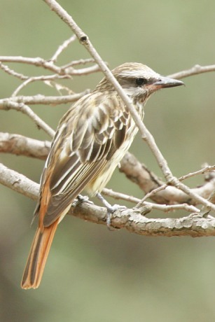 Sulphur-bellied Flycatcher Myiodynastes luteiventris 