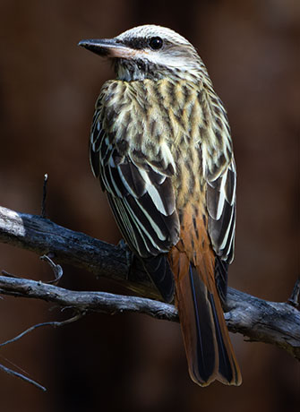 Sulphur-bellied Flycatcher Myiodynastes luteiventris 