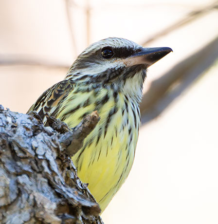 Sulphur-bellied Flycatcher Myiodynastes luteiventris 