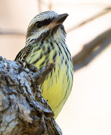 Sulphur-bellied Flycatcher Myiodynastes luteiventris 