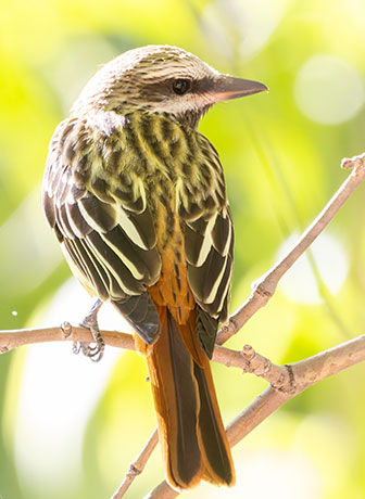 Sulphur-bellied Flycatcher Myiodynastes luteiventris 