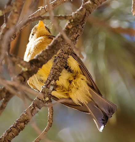 Tufted Flycatcher Mitrephanes phaeocercus 