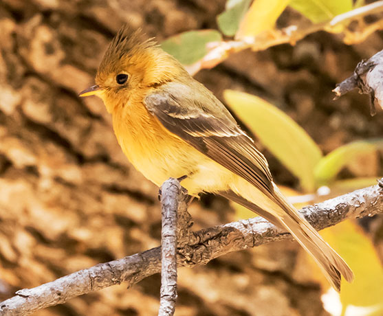 Tufted Flycatcher Mitrephanes phaeocercus 