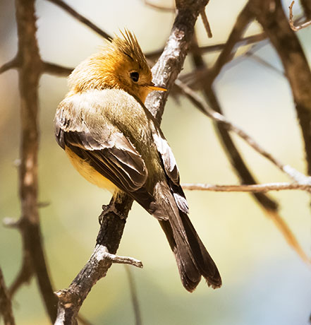 Tufted Flycatcher Mitrephanes phaeocercus 