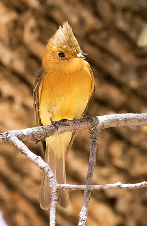 Tufted Flycatcher Mitrephanes phaeocercus 