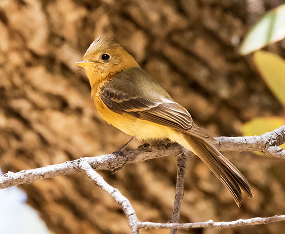 Tufted Flycatcher Mitrephanes phaeocercus 