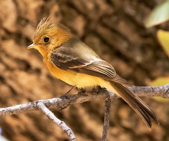 Tufted Flycatcher Mitrephanes phaeocercus 