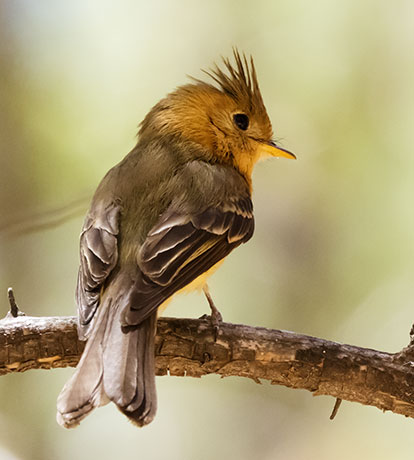 Tufted Flycatcher Mitrephanes phaeocercus 