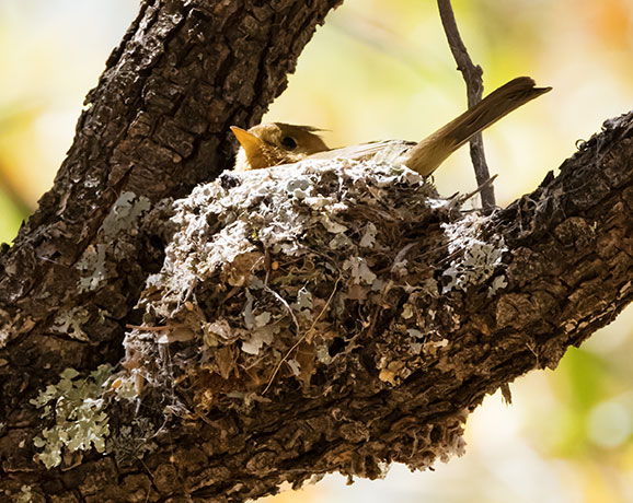 Tufted Flycatcher Mitrephanes phaeocercus 