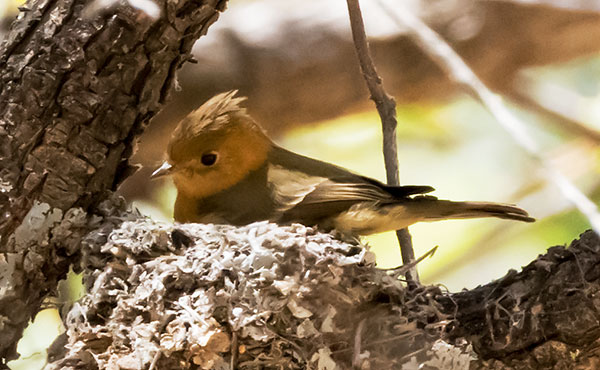 Tufted Flycatcher Mitrephanes phaeocercus 
