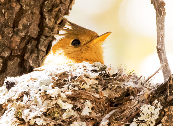 Tufted Flycatcher Mitrephanes phaeocercus 