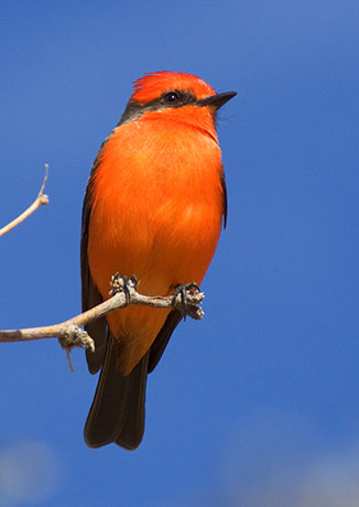 Vermilion Flycatcher Pyrocephalus rubinus Photograph of Photo of Image of