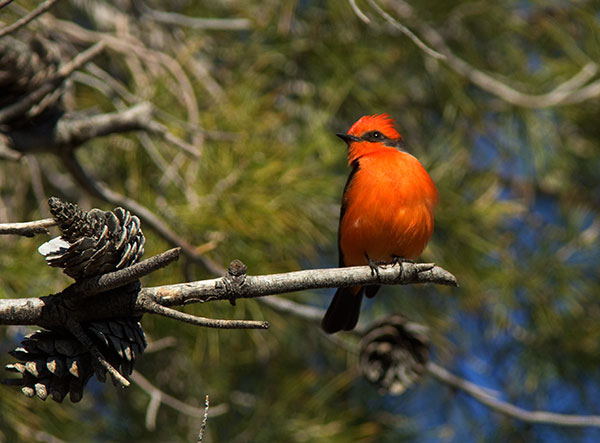 Vermilion Flycatcher Pyrocephalus rubinus Photograph of Photo of Image of