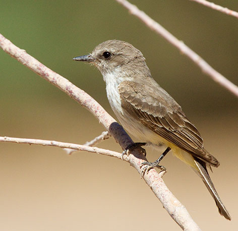 Vermilion Flycatcher Pyrocephalus rubinus 
