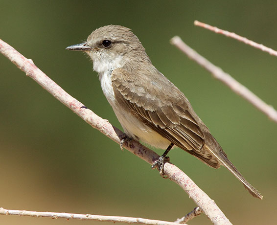Vermilion Flycatcher Pyrocephalus rubinus 