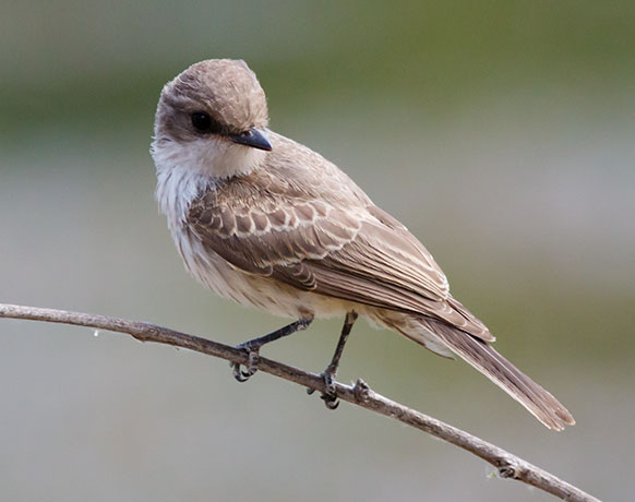 Vermilion Flycatcher Pyrocephalus rubinus 