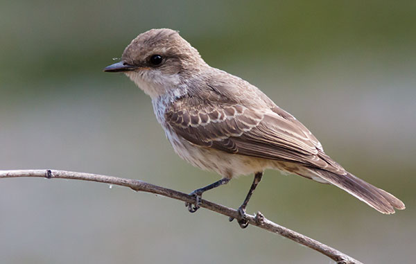 Vermilion Flycatcher Pyrocephalus rubinus 