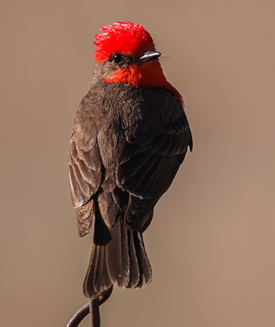 Vermilion Flycatcher Pyrocephalus rubinus 