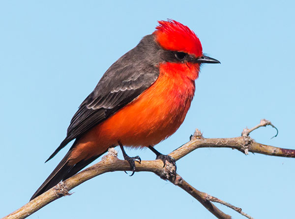 Vermilion Flycatcher Pyrocephalus rubinus 