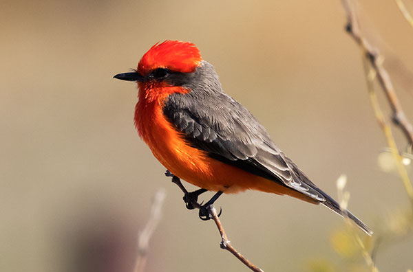 Vermilion Flycatcher Pyrocephalus rubinus 