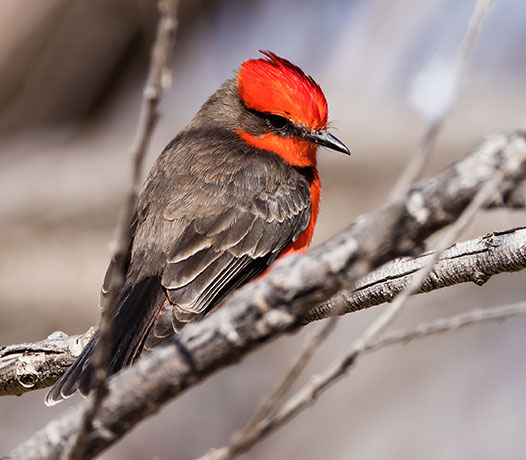 Vermilion Flycatcher Pyrocephalus rubinus 
