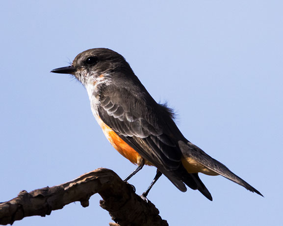 Vermilion Flycatcher Pyrocephalus rubinus 