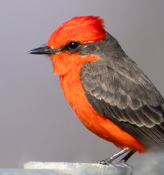 Vermilion Flycatcher Pyrocephalus rubinus 