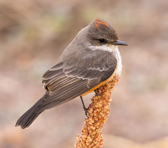 Vermilion Flycatcher Pyrocephalus rubinus 