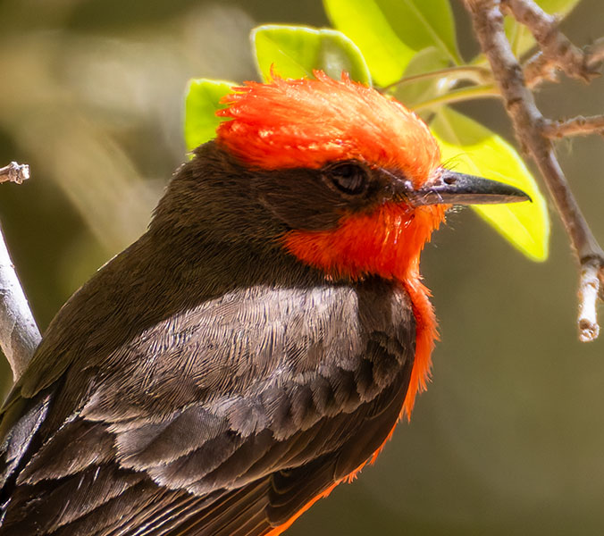Vermilion Flycatcher Pyrocephalus rubinus 